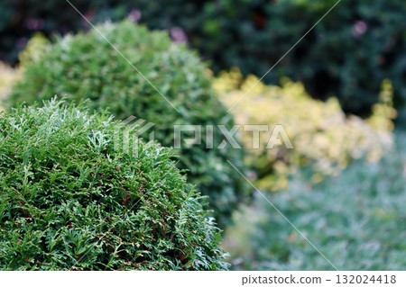 Green thuja bushes forming a garden hedge, showing autumn foliage with varied plant textures and colors 132024418