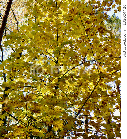 Autumn maple tree branches displaying vibrant yellow foliage against a bright sky, marking the changing season Autumn maple tree branches displaying vibrant yellow foliage against a bright sky, marking the changing season 132024420