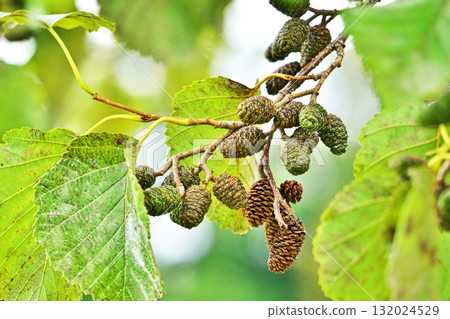 Green alder fruit (autumn, October) Green alder fruit (autumn, October) 132024529