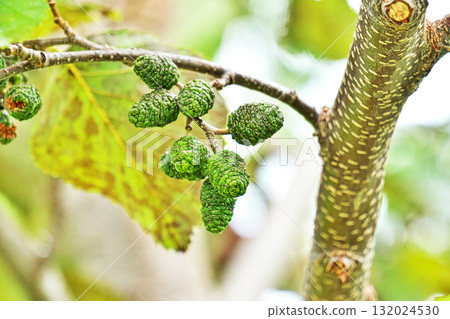 Green alder fruit (autumn, October) Green alder fruit (autumn, October) 132024530