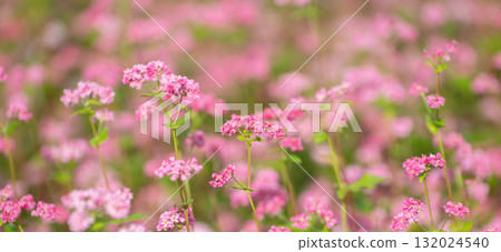 紅蕎麥花 紅蕎麥花 132024540