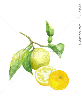 Watercolor illustration of yuzu with branches and leaves [hand-drawn] White background Transparent background Copy space available 132024584