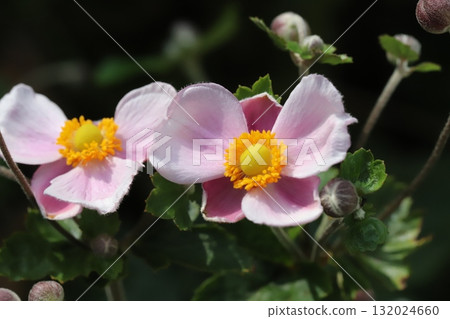 Pink anemone flowers blooming in the autumn park Pink anemone flowers blooming in the autumn park 132024660