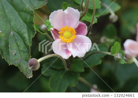 Pink anemone flowers blooming in the autumn park Pink anemone flowers blooming in the autumn park 132024661