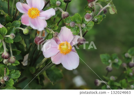 秋季公園裡盛開的粉紅海葵花 秋季公園裡盛開的粉紅海葵花 132024663