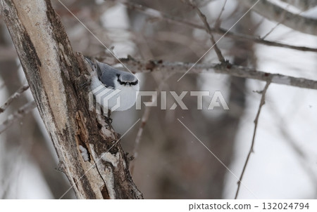 白腹山雀的正面圖 白腹山雀的正面圖 132024794