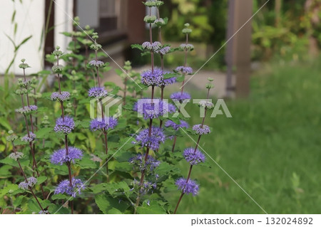 Purple dangiku flowers blooming in the autumn garden Purple dangiku flowers blooming in the autumn garden 132024892