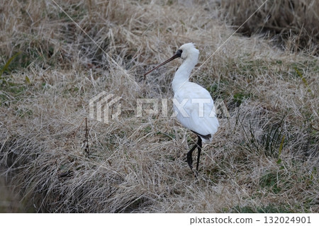 站在田野裡的黑臉琵鷺 132024901