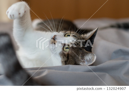 Cat playing with a toy, brown tabby cat Cat playing with a toy, brown tabby cat 132024907