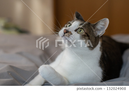 Cat playing with a toy, brown tabby cat Cat playing with a toy, brown tabby cat 132024908