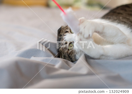 Cat playing with a toy, brown tabby cat Cat playing with a toy, brown tabby cat 132024909