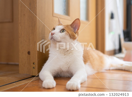 一隻可愛的貓躺著放鬆 — — 棕色虎斑和白色 132024913