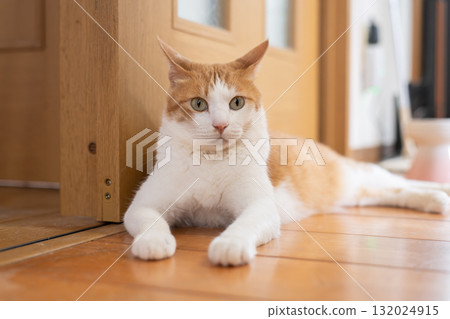 A cute cat lying down and relaxing - brown tabby and white 132024915