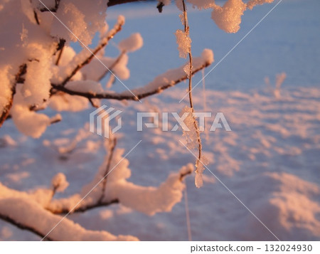 白雪覆蓋的樹枝 132024930