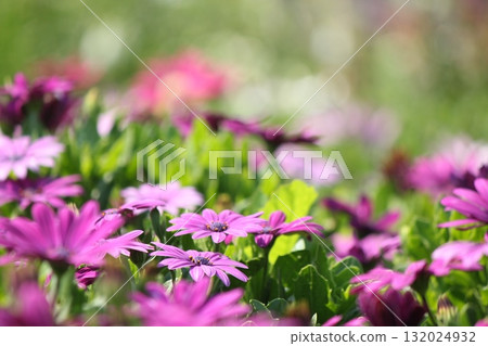 花告訴春天的到來 132024932