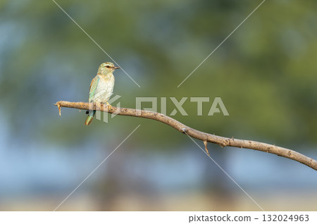 Eurasian or European roller or Coracias garrulus closeup perched in natural green background in winter morning sun light at keoladeo national park forest bharatpur bird sanctuary rajasthan india asia 132024963