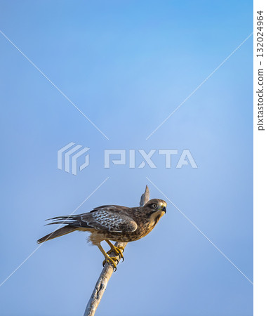 White eyed buzzard or Butastur teesa closeup in blue sky background ready to fly perched in winter season migration at keoladeo national park bharatpur bird sanctuary rajasthan india asia 132024964