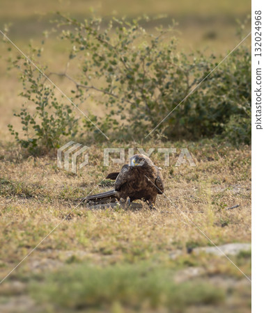 Migratory Booted eagle or Hieraaetus pennatus bird with Spiny tailed lizard kill in claws in an open field or grassland during winter season migration tal chappar blackbuck sanctuary rajasthan India Migratory Booted eagle or Hieraaetus pennatus bird with Spiny tailed lizard kill in claws in an open field or grassland during winter season migration tal chappar blackbuck sanctuary rajasthan India 132024968