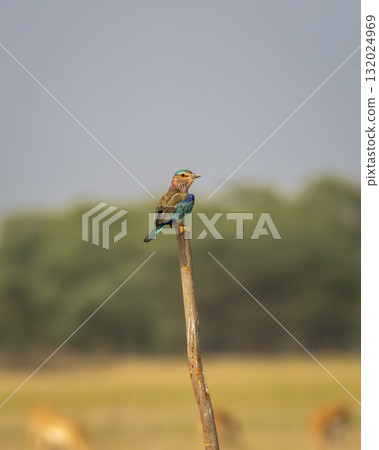 Angry bird Indian roller or Coracias benghalensis closeup with eye contacy perched on branch during winter season migration at tal chhapar blackbuck sanctuary churu rajasthan india Angry bird Indian roller or Coracias benghalensis closeup with eye contacy perched on branch during winter season migration at tal chhapar blackbuck sanctuary churu rajasthan india 132024969