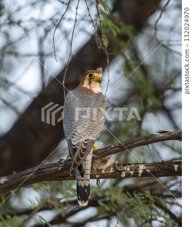 Red necked falcon or Falco chicquera bird of prey closeup in action perched on branch of a tree after hunt with crested lark bird kill in claws at tal chhapar blackbuck sanctuary rajasthan india asia 132024970
