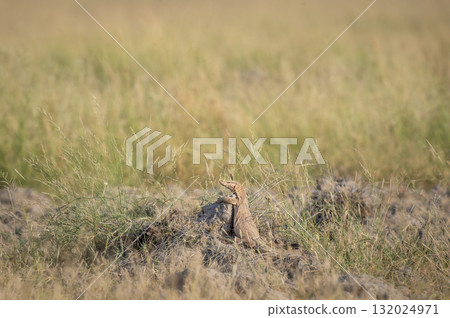 monitor lizard or bengal monitor or common indian monitor or varanus bengalensis climbing on mud mound in natural green grassland in winter season keoladeo national park bharatpur rajasthan india monitor lizard or bengal monitor or common indian monitor or varanus bengalensis climbing on mud mound in natural green grassland in winter season keoladeo national park bharatpur rajasthan india 132024971