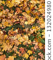 autumn leaves on the ground 132024980