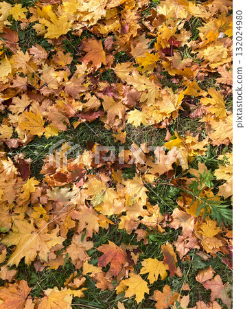 autumn leaves on the ground autumn leaves on the ground 132024980