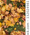 autumn leaves on the ground 132024981