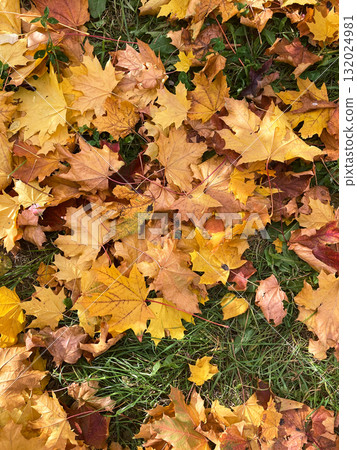autumn leaves on the ground autumn leaves on the ground 132024981