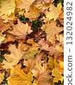 autumn leaves on the ground 132024982