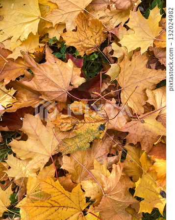 autumn leaves on the ground autumn leaves on the ground 132024982