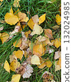 autumn leaves on the ground 132024985