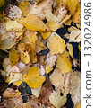 autumn leaves on the ground 132024986