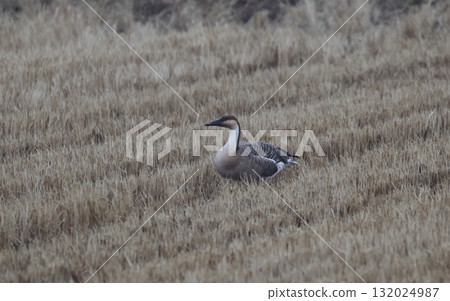 A swan goose standing in a field 132024987