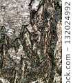 tree bark with moss 132024992