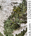 tree bark with moss 132024993