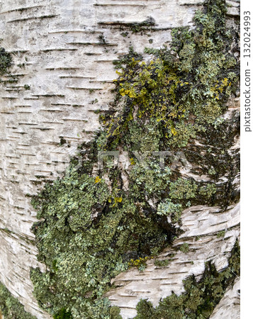 tree bark with moss 132024993
