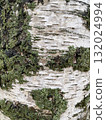 tree bark with moss 132024994