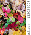 autumn leaves on the ground 132024996
