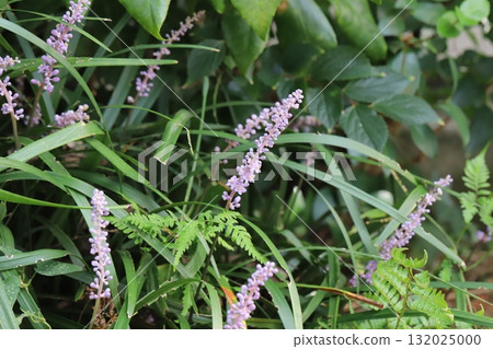 秋季花園中盛開的淡紫色小鈴蘭花 132025000