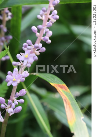 Small pale purple lily of the valley flowers blooming in an autumn garden Small pale purple lily of the valley flowers blooming in an autumn garden 132025002