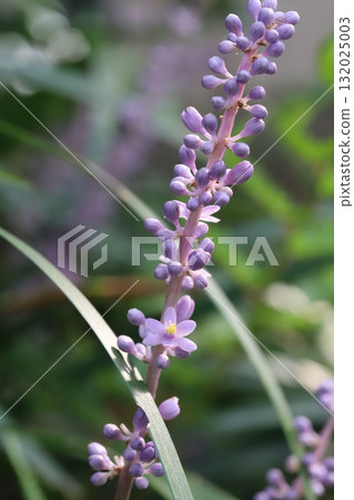 Small pale purple lily of the valley flowers blooming in an autumn garden Small pale purple lily of the valley flowers blooming in an autumn garden 132025003