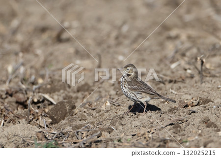 A pipit walking through a field 132025215