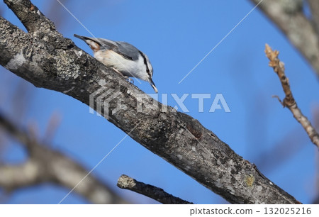 White-bellied Nuthatch pecking at seeds 132025216