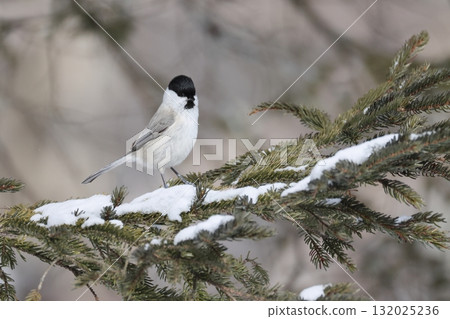 A large-billed tit stretches its body out in alertness A large-billed tit stretches its body out in alertness 132025236