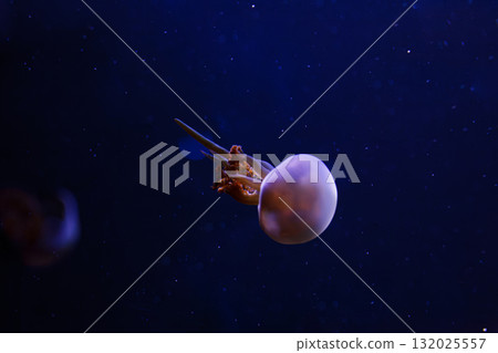 underwater photos of jellyfish Rhopilema esculentum, Flame jellyfish underwater photos of jellyfish Rhopilema esculentum, Flame jellyfish 132025557
