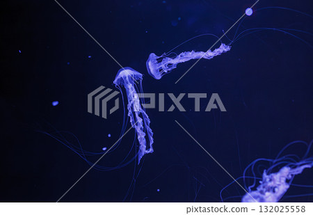 underwater photos of jellyfish chrysaora achlyos jellyfish black sea nettle underwater photos of jellyfish chrysaora achlyos jellyfish black sea nettle 132025558