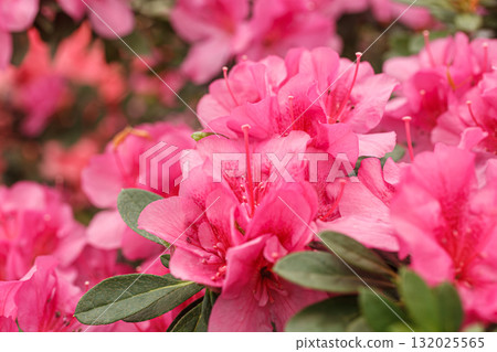 Beautiful blooming pink Azalea bushes Beautiful blooming pink Azalea bushes 132025565