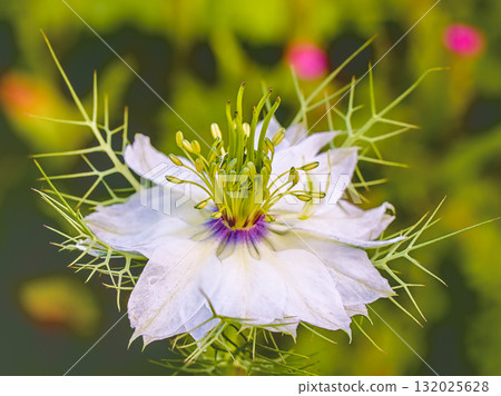 Wild Nigella in Bloom 132025628