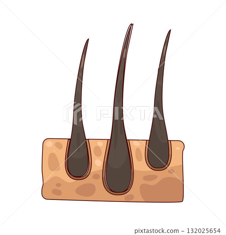 illustration of Hair Follicle illustration of Hair Follicle 132025654